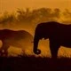 National Geographic Safari Premium Icon Image