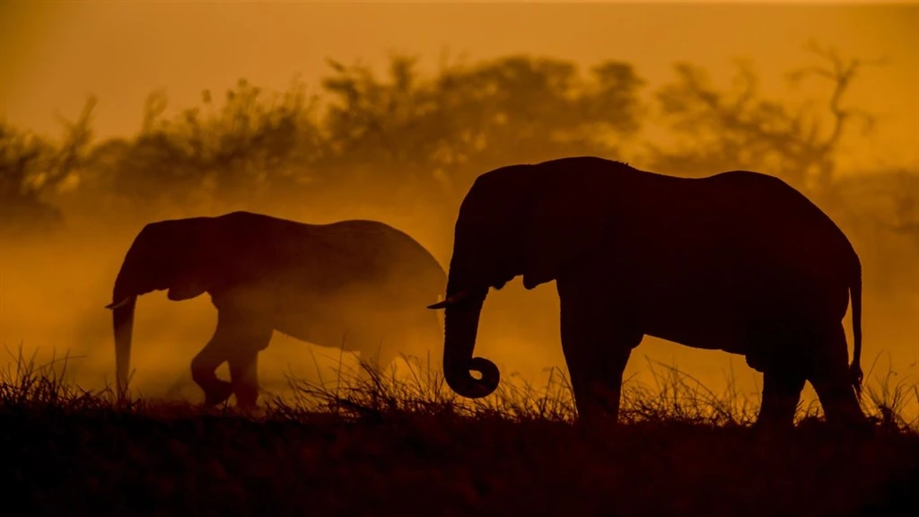 National Geographic Safari Premium Screenshot Image #1