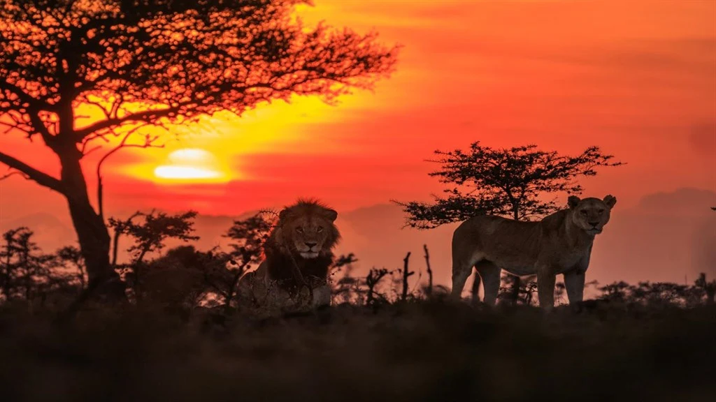 National Geographic Safari Premium Screenshot Image #2