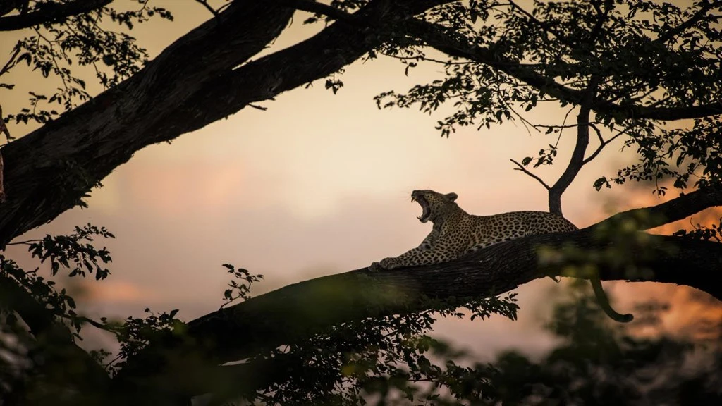 National Geographic Safari Premium Screenshot Image #4