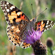 Butterfly Spotter